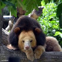 Image result for Golden Moon Bear