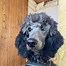 Image result for Bluey Poodle