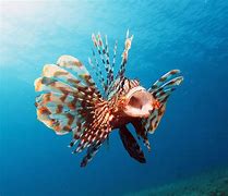 Image result for Lionfish Eating