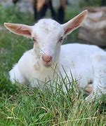 Image result for Pure Breed Goat