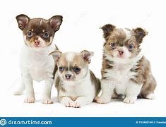 Image result for Chihuahua the Yapping