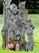 Image result for Raccoon Kits