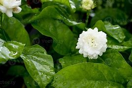 Image result for New Flowers and Fresh Leaves On Trees