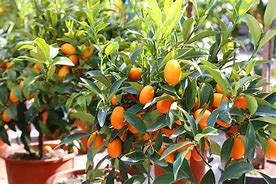 Image result for Kumquat Trê