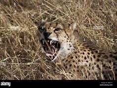 Image result for Scary Cheetah Teeth