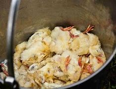 Image result for Chick Culling