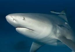 Image result for Bull Shark Photo