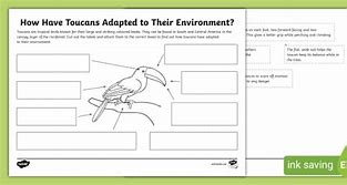 Image result for Toucan Pair