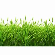 Image result for Rice Field Victor PNG