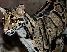 Image result for Melanistic Clouded Leopard