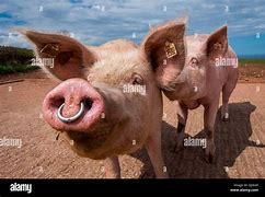 Image result for Pig Nose Ring