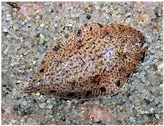 Image result for Fantastic Flounder