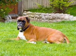 Image result for Boxer Dog Boxing