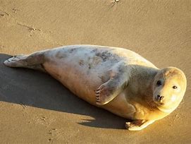 Image result for Pinniped