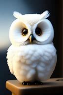 Image result for Owl with Yellow Eyes