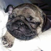 Image result for Baby Pugs Sleeping