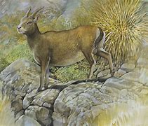 Image result for Cave Goat