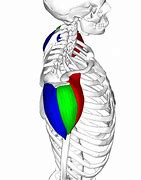 Image result for Postural Plumb Line