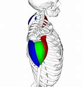 Image result for Plumb Line Alignment