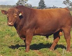 Image result for Red Angus Cattle