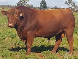 Image result for Angus Cattle