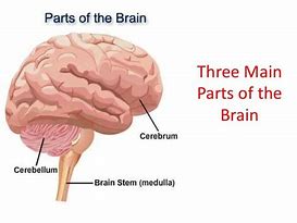 Image result for 12 Parts of the Brain