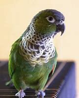 Image result for Black-headed Conure