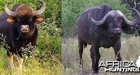 Image result for gaur vs bison