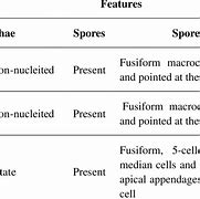 Image result for Fungal Hyphae and Spores