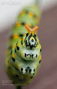 Image result for Caterpillar Tiger Swallowtail Pupa