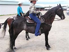 Image result for Rabicano Horse