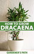 Image result for Dracena Multi