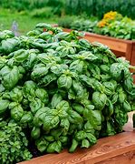 Image result for Biodynamic Herb Garden