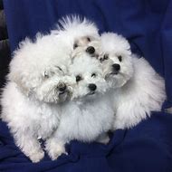 Image result for Bichon Maltese