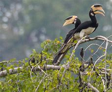 Image result for Malabar Pied Hornbill