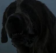 Image result for Cujo Dog Cartoon