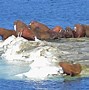 Image result for Arctic Ocean Marine Animals