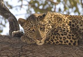 Image result for Sinai Leopard