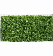 Image result for Boxwood Hedge Plants