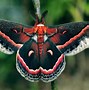 Image result for Giant Red Moth