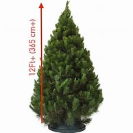 Image result for 12 Foot Christmas Tree