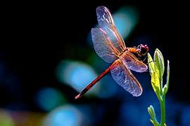 Image result for Dragonfly Fly