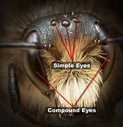 Image result for Bee Eyesight