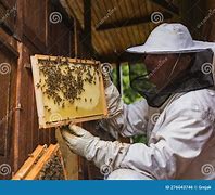 Image result for Varroa Mite in Bee Comb