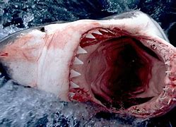 Image result for Nervous Shark