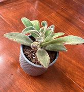 Image result for Kalanchoe Little Dragon