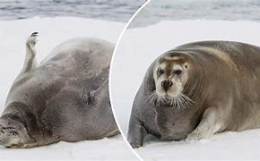 Image result for Fat Seal