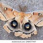 Image result for moth head art