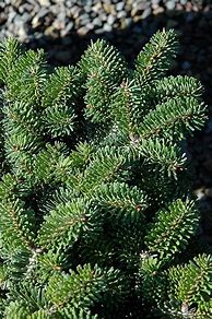 Image result for Dwarf Fir Trees