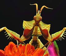 Image result for Praying Mantis Front View